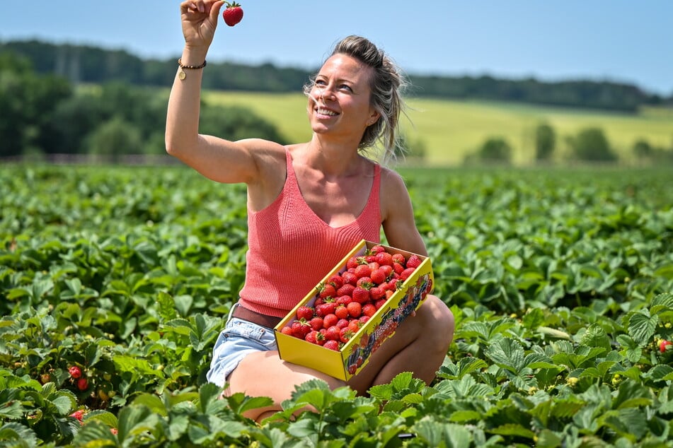 Landwirtin Bianca Scholz (36) freut sich über die knallroten Erdbeeren auf ihrem Feld.