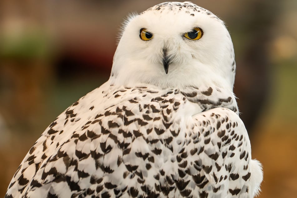 Schneeeulen dürfen in Frankfurt nicht mehr ins Freie. (Symbolbild)