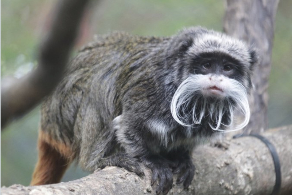 Two emperor tamarin monkeys have gone missing from the Dallas Zoo.