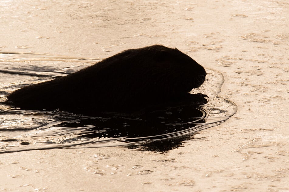 Ein Nutria bricht auf einer dünnen Eisschicht ein.