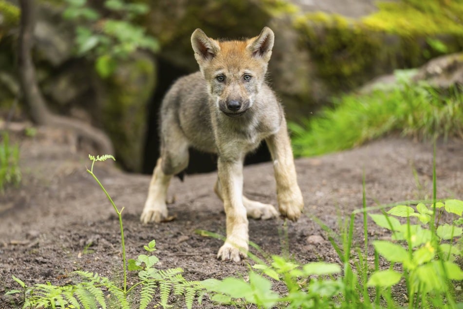 Der junge Wolf soll ein Senderhalsband bekommen und vertrieben werden, damit aus seiner Zutraulichkeit wieder Scheu wird. (Symbolfoto)