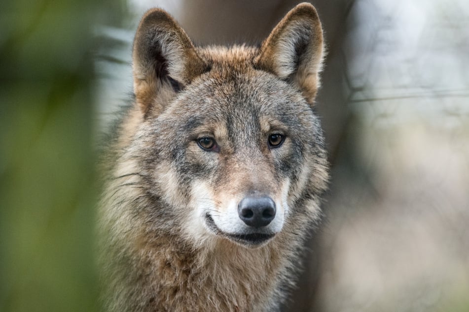 Schwere Attacke: Wolf tötet kleinen Hund