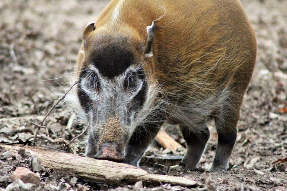 Heidi (†18) im Nürnberger Tiergarten.