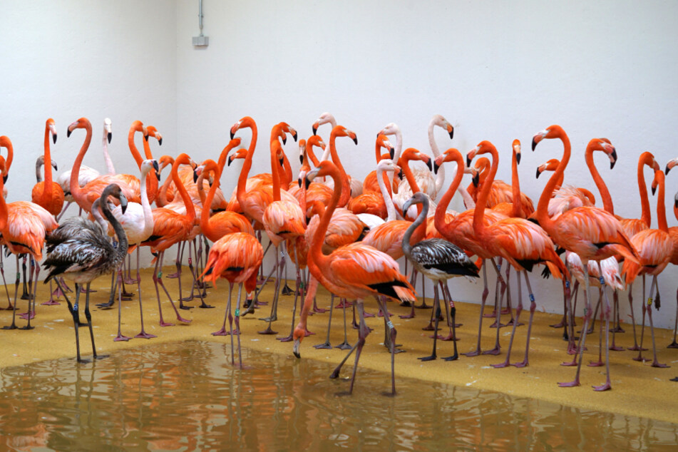 Nicht einmal drei Stunden - dann standen die Flamingos im Winterquartier.