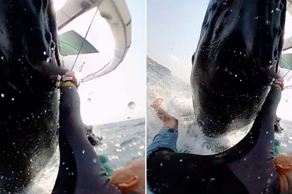 Watch the incredible moment this wind surfer gets knocked off his board by a humpack whale!