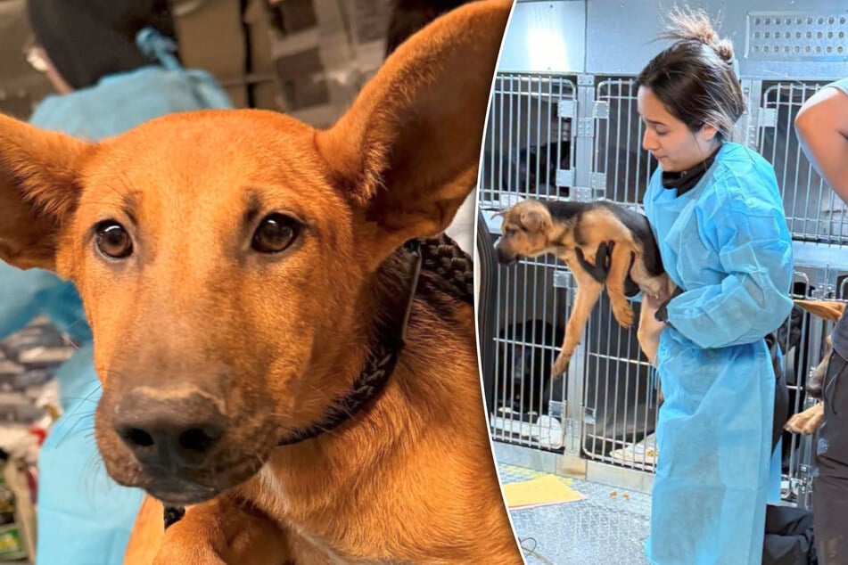 Mehr als 70 Hunde unter katastrophalen Bedingungen gehalten