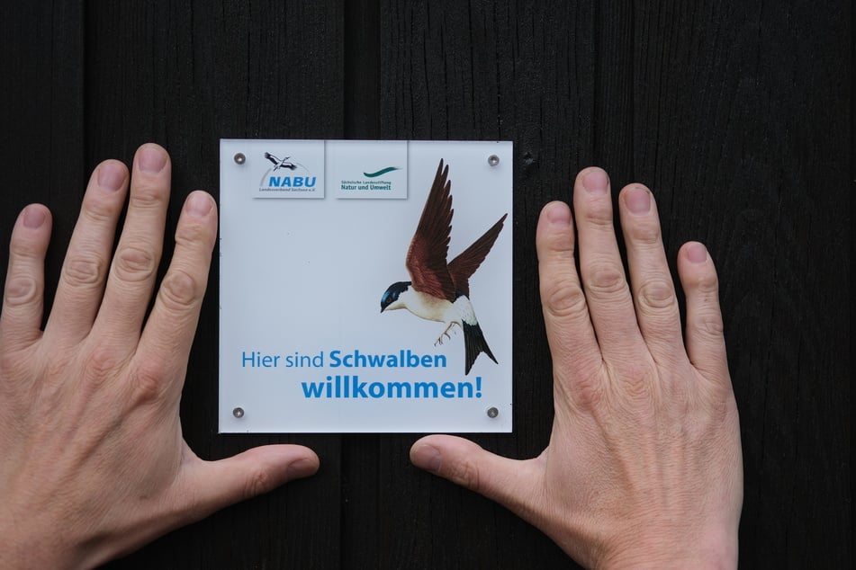 An diesen Orten werden durch offene Türen und Fenster in Stallungen oder künstlichen Nestern heimische Schwalbenarten unterstützt.