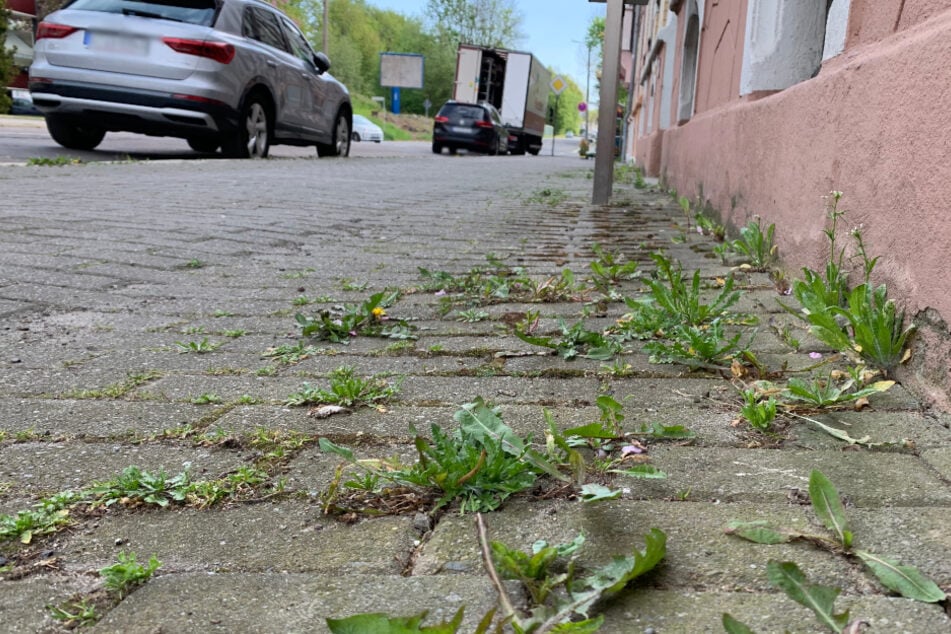 Es wuchert wieder auf den Fußwegen. Vor allem bei Verbundpflaster bahnt sich Unkraut seinen Weg, aber auch zwischen großen Trittplatten.