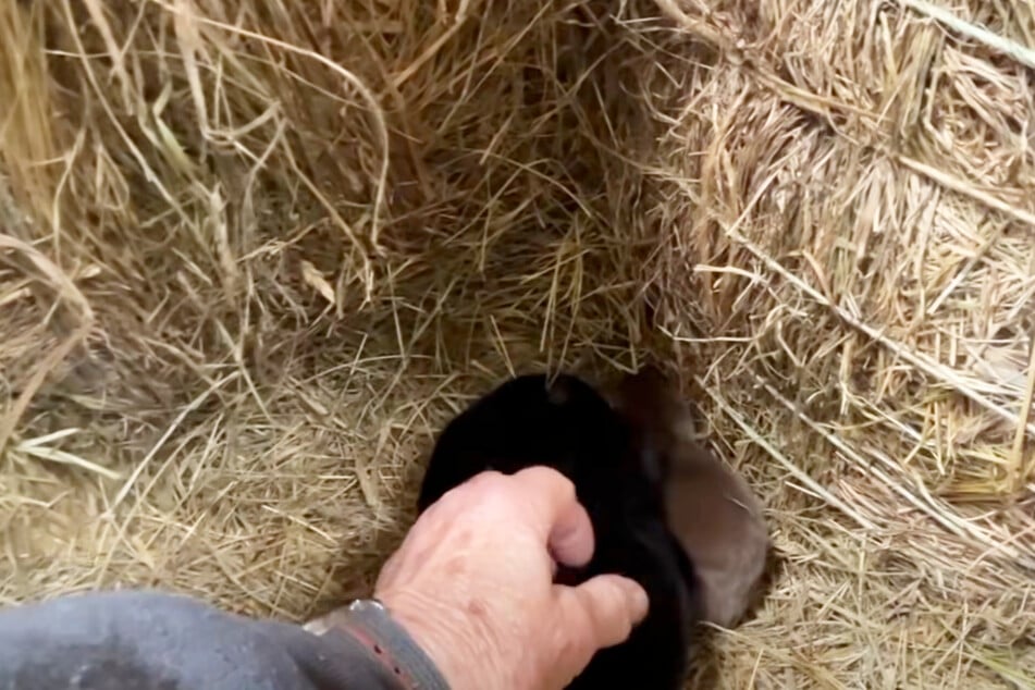 Der Farmer fand die drei Welpen in seiner Scheune im Stroh liegen.