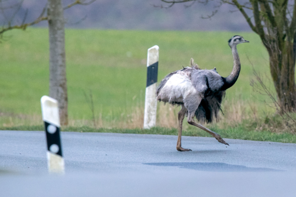 Die Frühjahrszählung 2020 von Europas einzigen wildlebenden Nandus hat fast ein Drittel weniger Tiere ergeben.