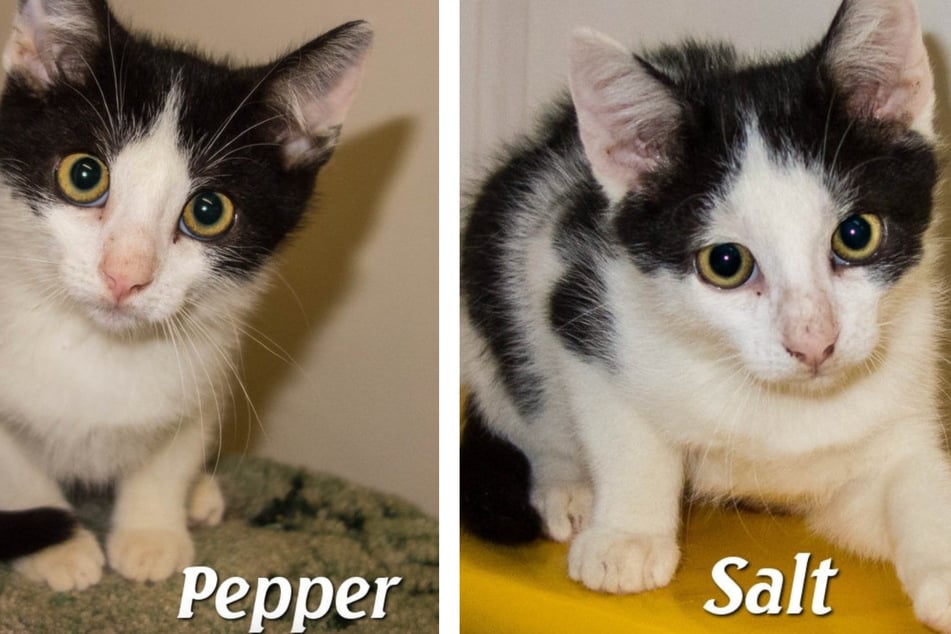Pepper und Salt sind circa im Mai 2023 geboren und noch schüchtern.