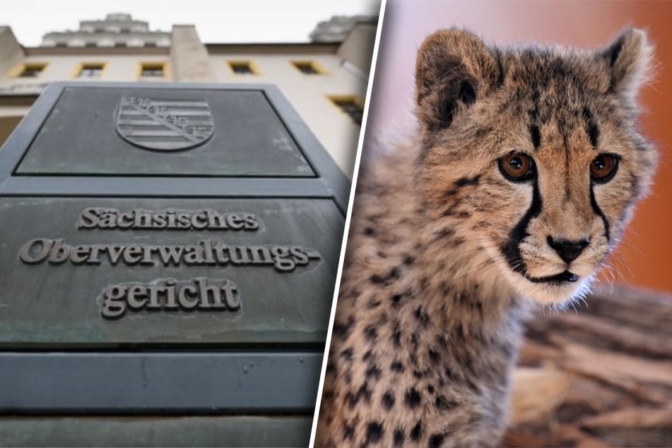 Tierischer Rechtsstreit: Dresdner will mit Raubkatzen handeln