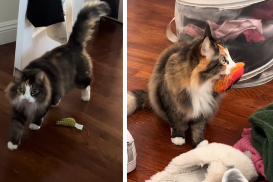 Kätzchen Mason wendet sich stets mit einem Geschenk an ihre Besitzerin.