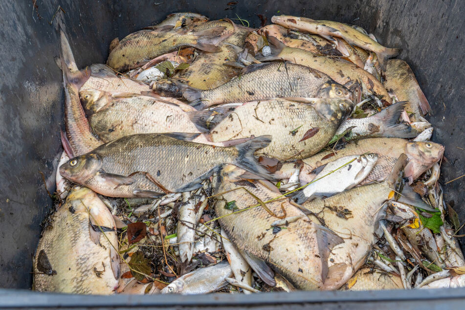 Hunderte tote Fische wurden am Mittwoch aus dem Gewässer geholt. Sie starben an Sauerstoffmangel.