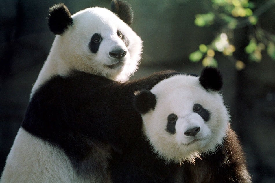 Chinese bear pair headed to Atlanta zoo in sign of continuing "panda bond"