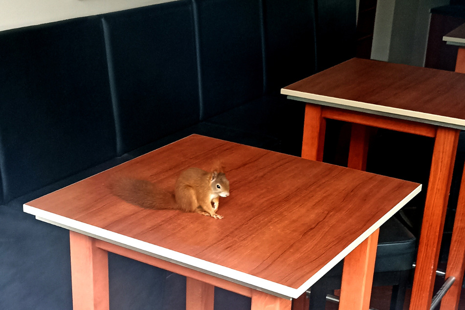 Ein ungewöhnlicher Gast hatte es sich auf einem Tisch im Laimer Café bequem gemacht.