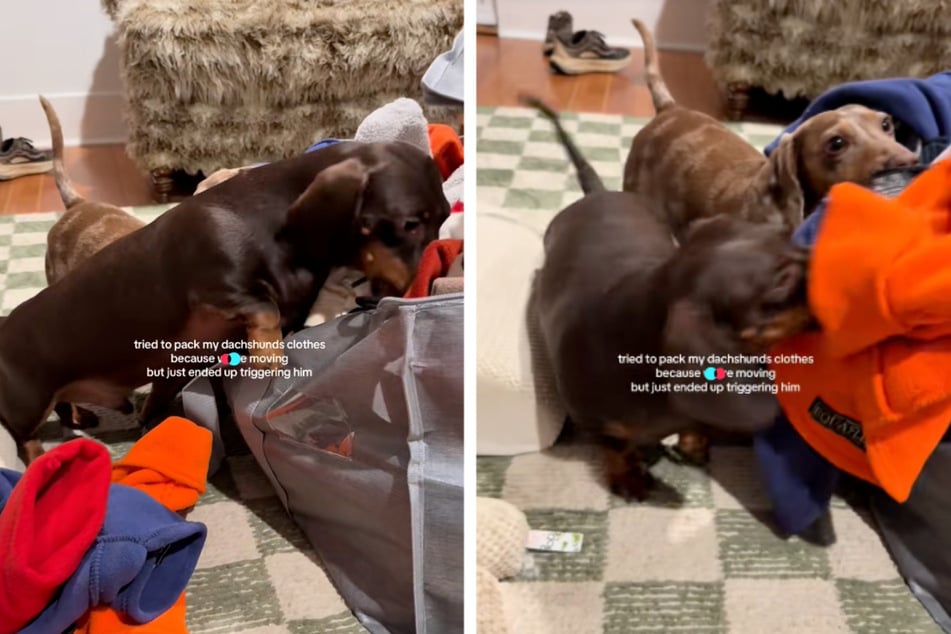 The little dog was obviously not enthusiastic about the impending move.