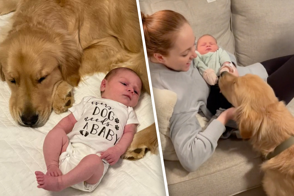 Hund trifft auf Baby: Seine Reaktion rührt Millionen von Zuschauern zu Tränen