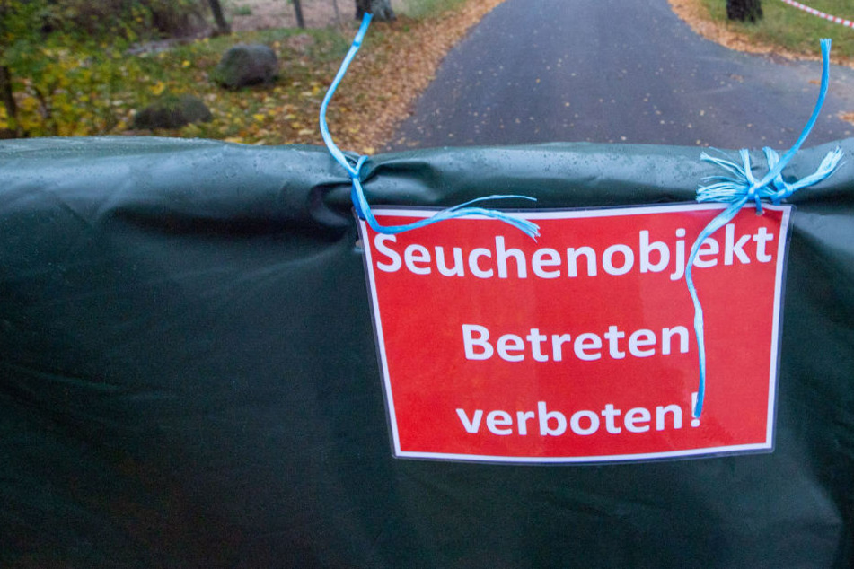Ein Warnschild mit der Aufschrift "Seuchenobjekt Betreten verboten!" hängt nach einem Vogelgrippe-Ausbruch an einem Geflügel-Gut. In Lärz an der Mecklenburgischen Seenplatte ist ein weiterer Fall von Vogelgrippe in einem Legehennen-Betrieb aufgetreten. (Symbolfoto)