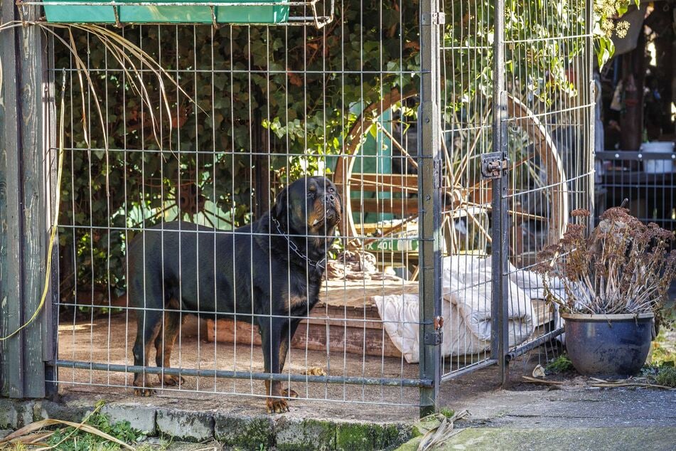 Seit rund drei Monaten muss Pee-J (7) im Zwinger bleiben.