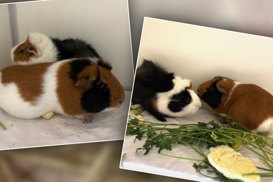 Die Meerschweinchen Annette und Stina werden gemeinsam vermittelt.