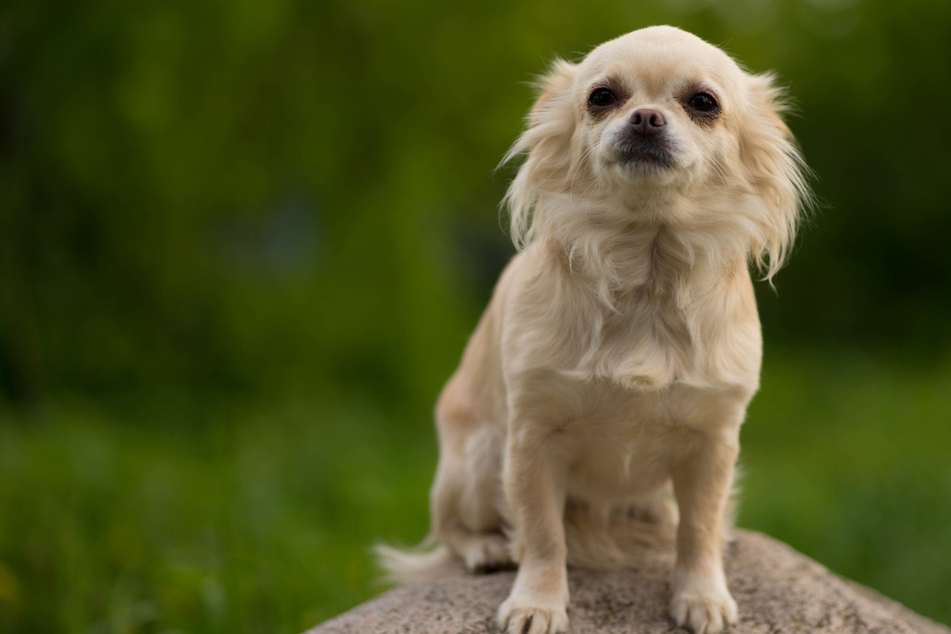 Brutaler Tiermord? Besitzerin findet ihren Chihuahua ohne Kopf und Schwanz