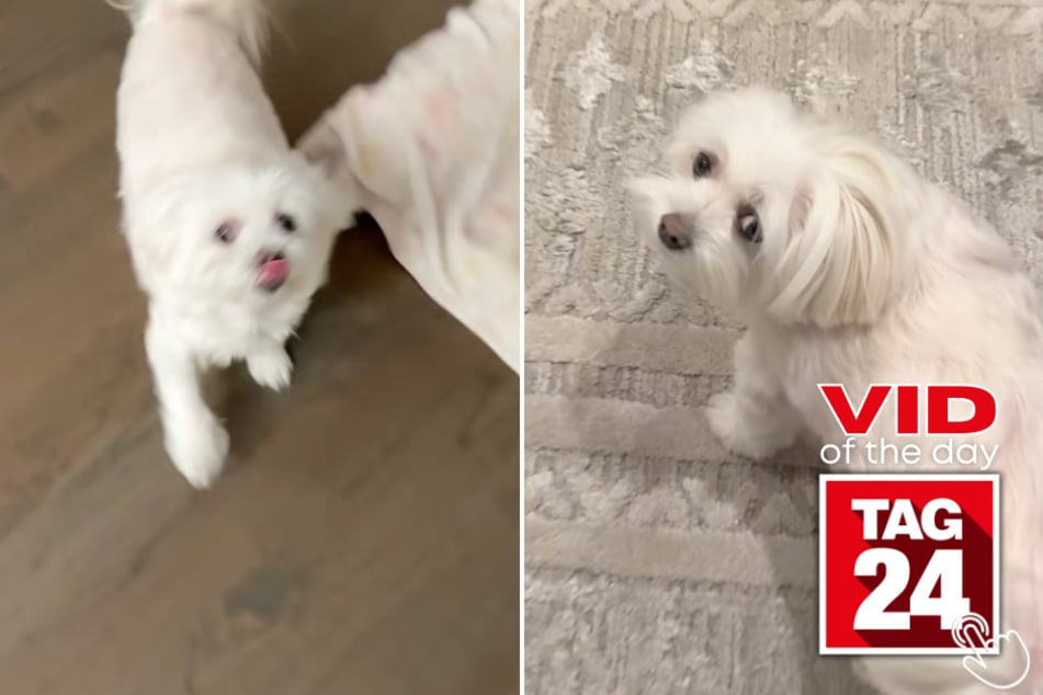 This pup can't contain her excitement when her owner plays her very own treat tune on the piano!