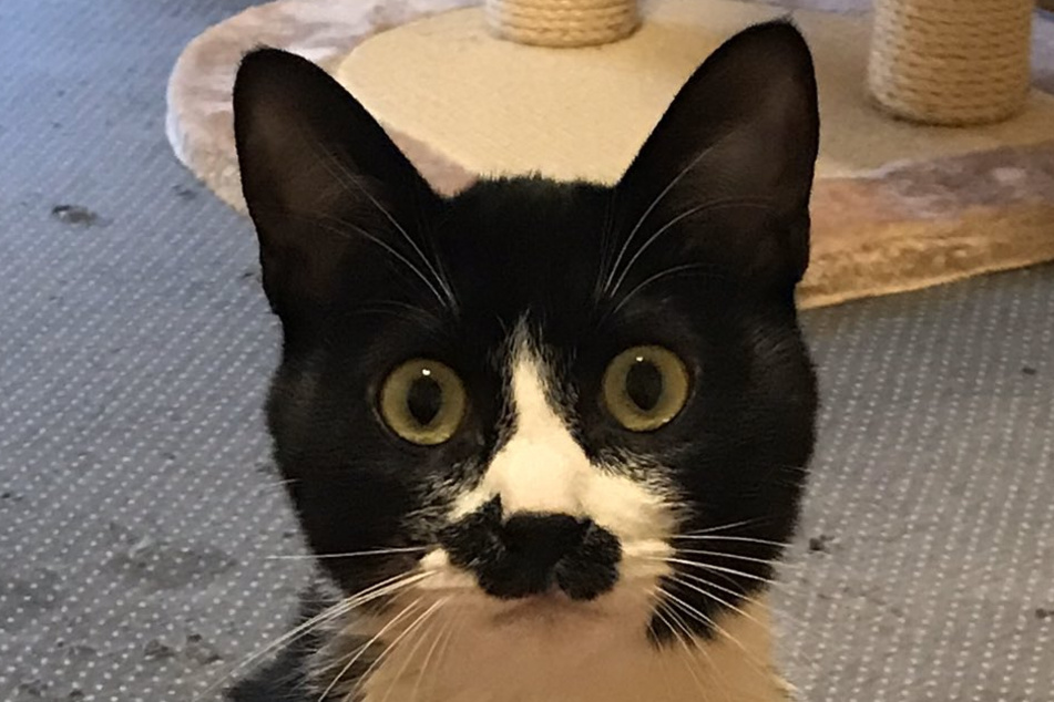 In diese Katze kann man sich nur verlieben.