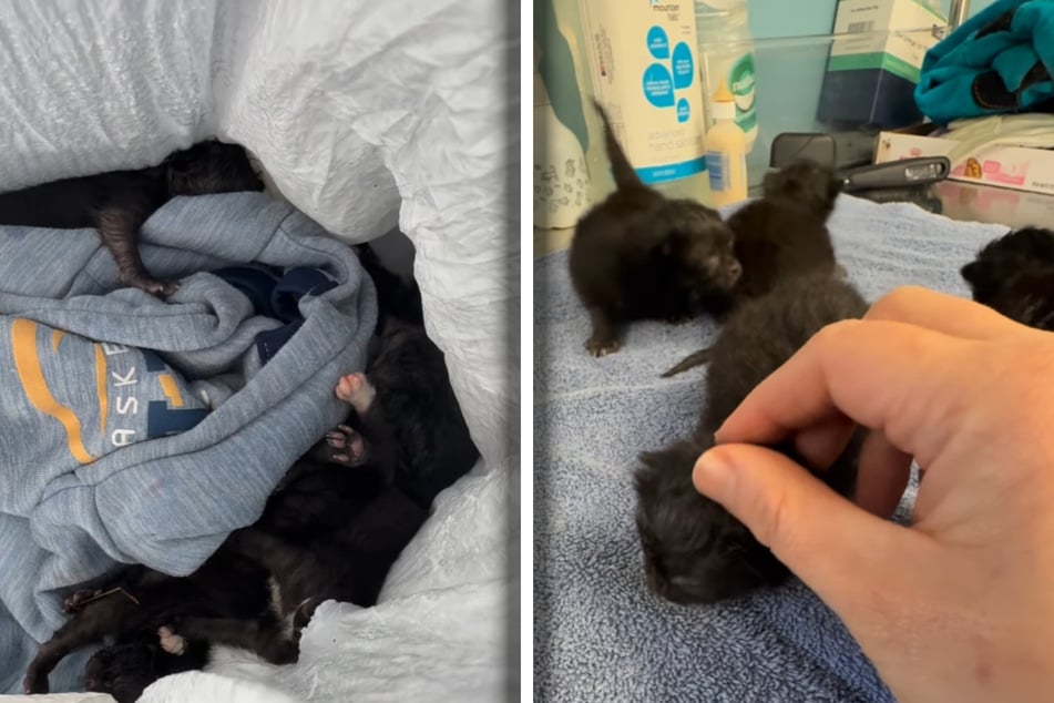 Die Kätzchen waren am Tag ihrer Rettung gerade mal rund eine Woche alt.