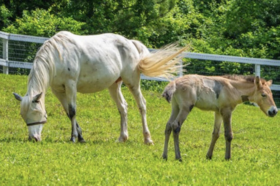 Pflegemama Alice nahm das Przewalski-Fohlen Marat liebevoll bei sich auf.