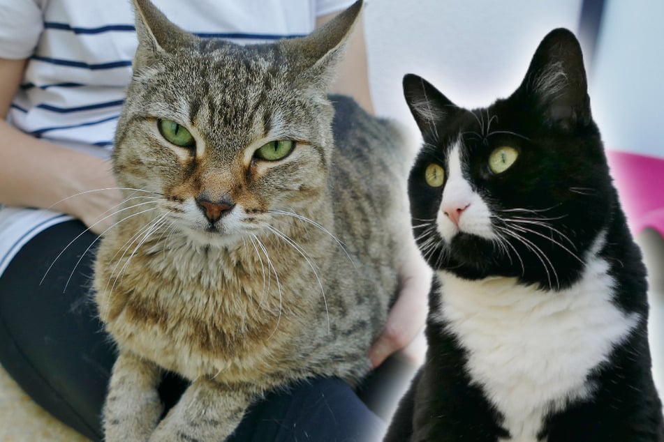 Katzen sitzen seit Jahren im Tierheim: Warum will niemand Suki und Balu haben?