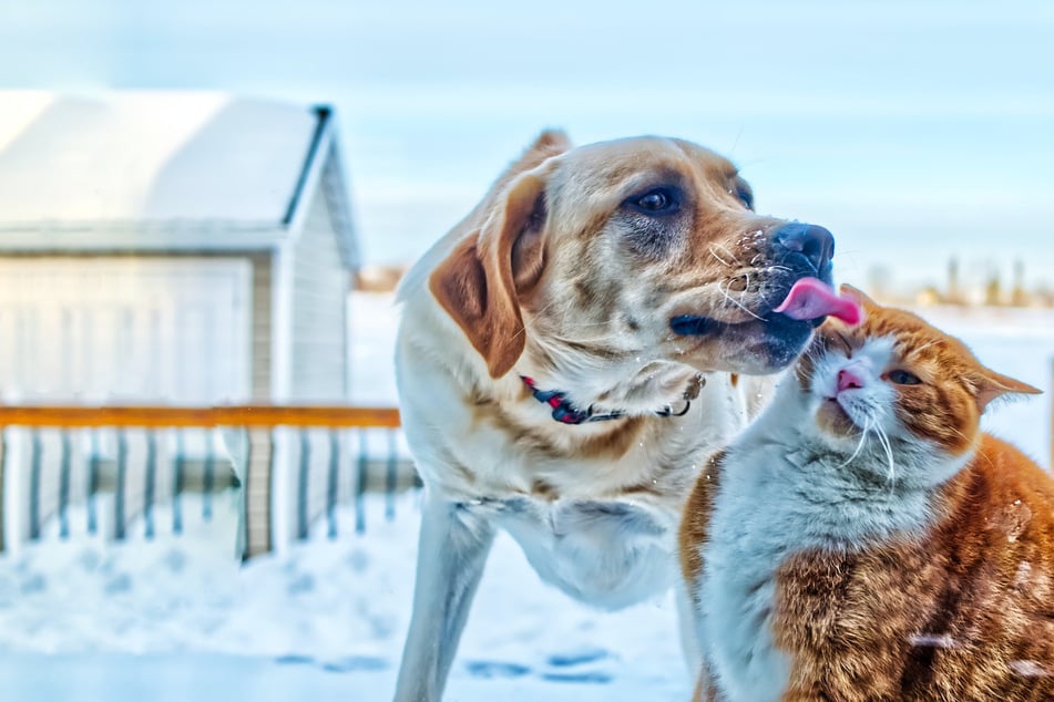 Cats and dogs can get along, but only if you put in the effort.