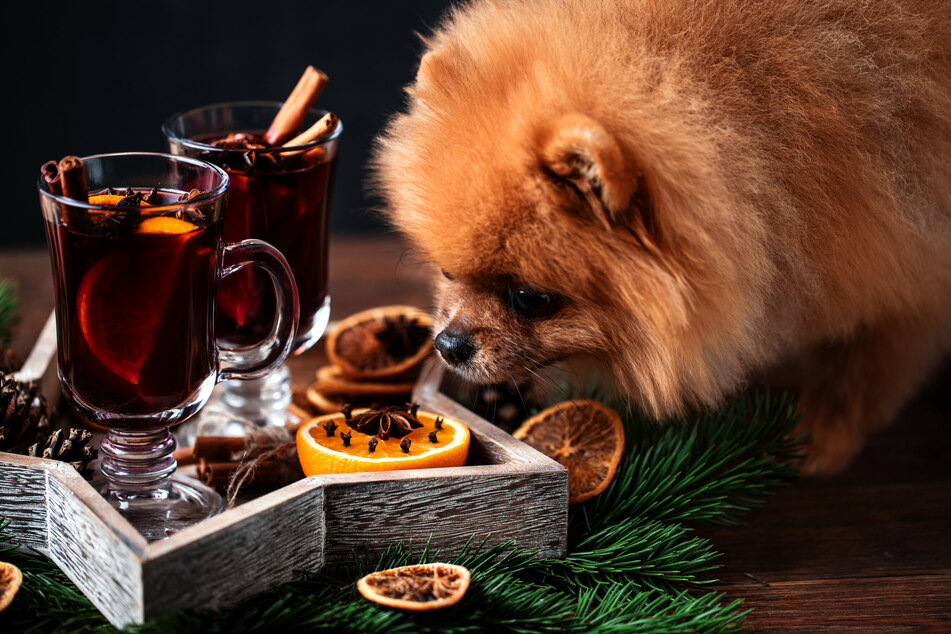 Der Verzehr von Glühwein oder anderen Nahrungsmitteln mit Alkohol kann bei Hunden zum Ableben führen.