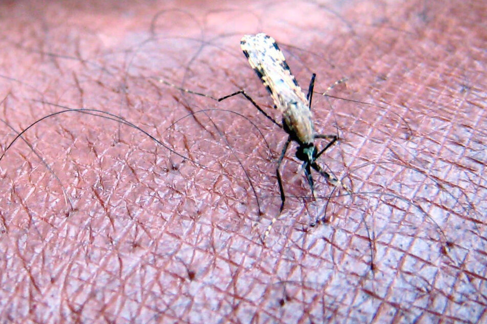 Eine der vielen Arten der Malariamücke, die die tödliche Krankheit weitergeben können.