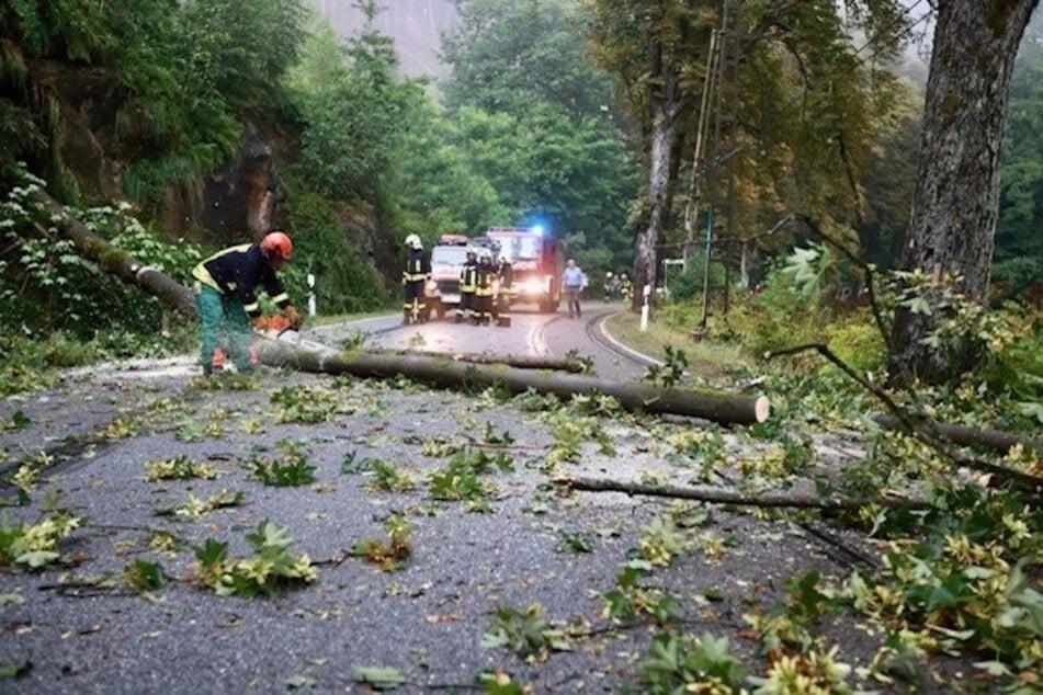 Die Freiwillige Feuerwehr Ottendorf beseitigte den Baum, der auf die Straße gestürzt war.