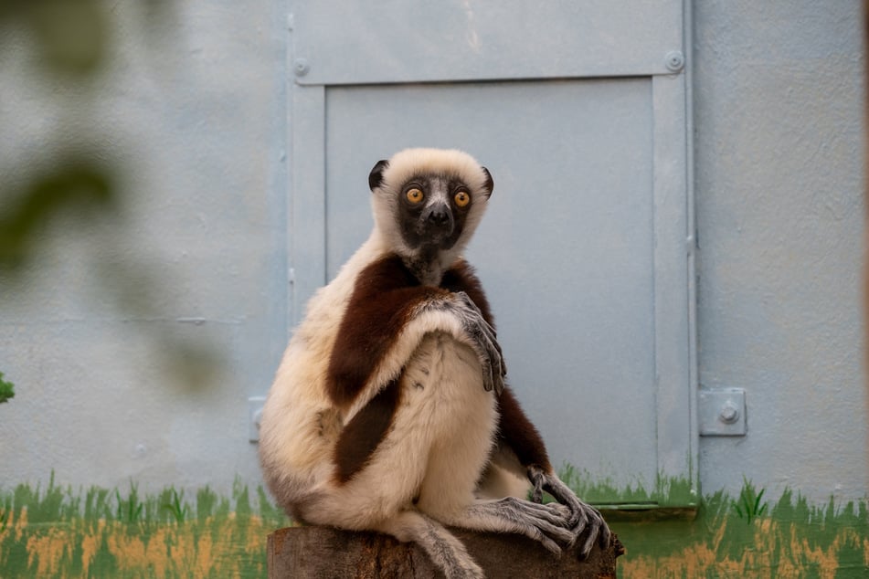 Langsam gewöhnen sich die beiden Coquerel-Sifaka-Äffchen an ihr neues Zuhause. Seit Mai leben Ziggy und Justa im Kölner Zoo.