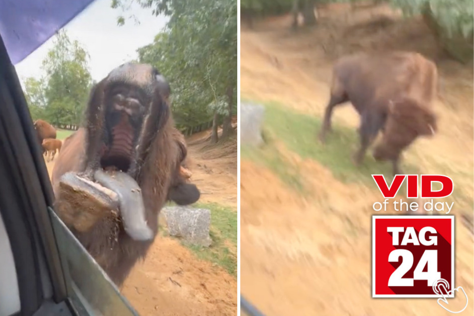 Today's Viral Video of the Day takes you on a hysterical safari journey with some animals who seem to love showing off for new guests!