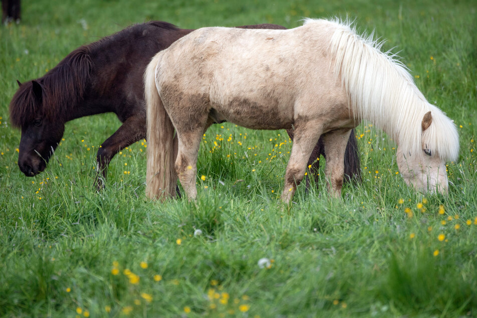 Zwei Ponys grasen auf einer Weide. (Symbolbild)