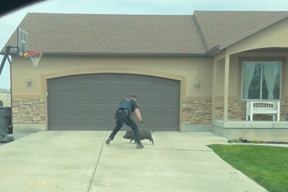 A Utah police officer tackled an escaped pig in Utah.