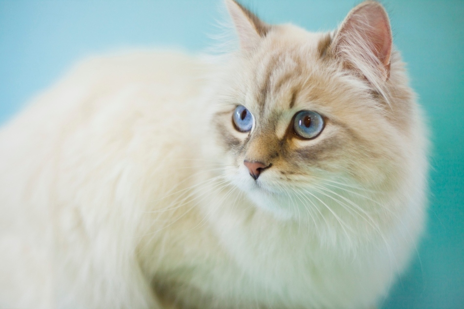 As another commonly white cat, the Siberian is known for its blue eyes.
