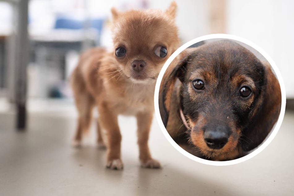 Wenn Dackel und Chihuahua sich paaren: Süßes Doppelpack sucht Zuhause