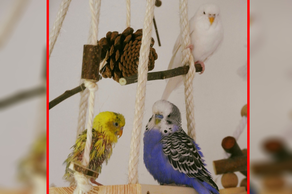 Die Vogel-WG des Hallenser Tierschutz-Vereins bilden aktuell Sittich-Dame J'Lo (oben) sowie die Jungtiere Lexi (links) und Paul.