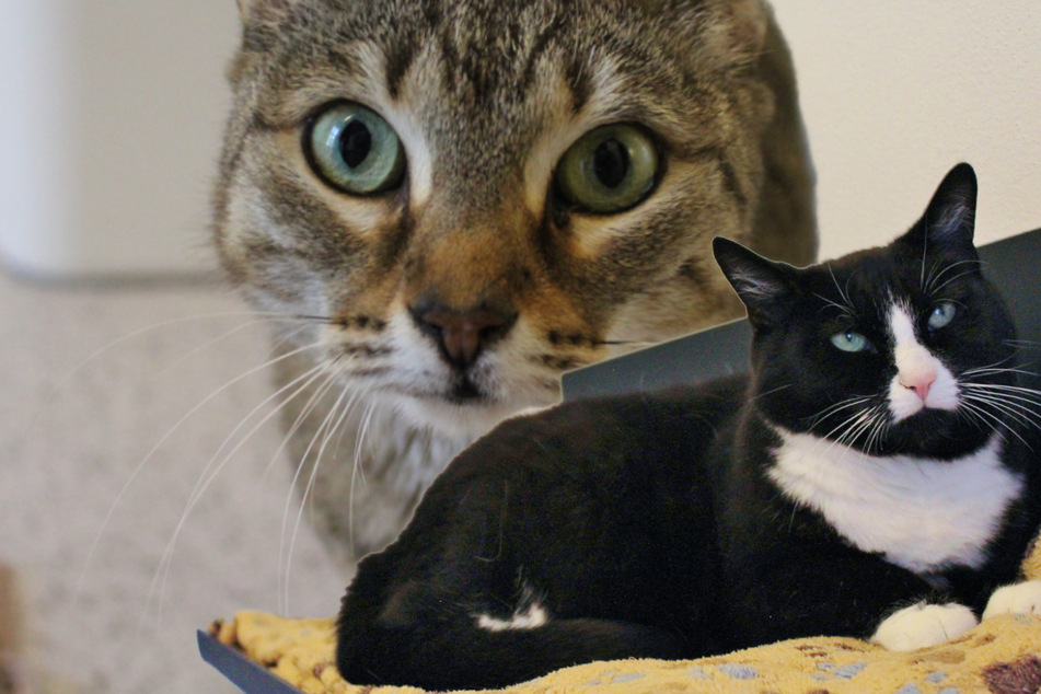 Katzen-Paar sucht besondere Menschen: Finden sie ihr Glück?