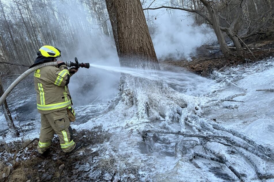 Um den Brand besser bekämpfen zu können und zur Sicherheit des Löschtrupps fällte die Feuerwehr auch einen Baum im Ödland.