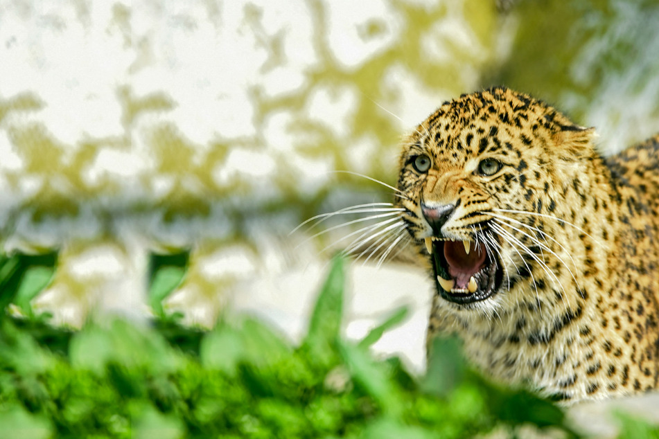 Leopard on the loose injures 15 and goes on the prowl in alarming viral video