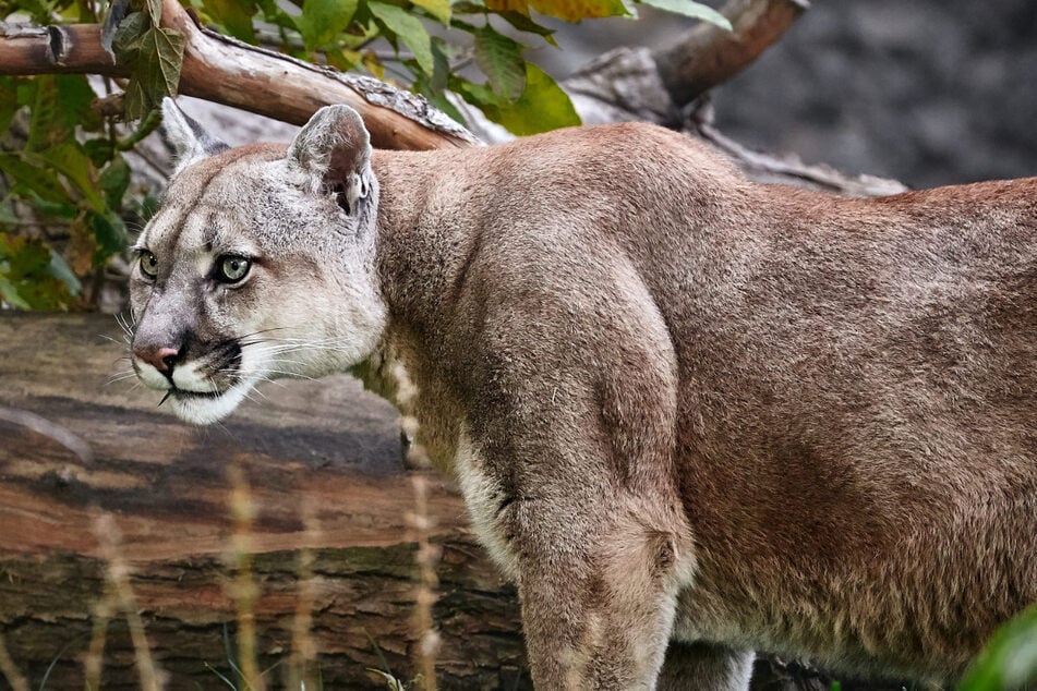 In der Nähe des Münchner Flughafens läuft möglicherweise ein Puma frei umher. (Symbolbild)