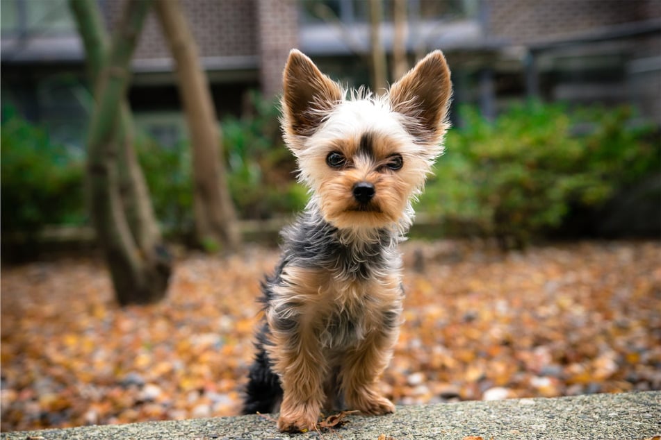Small dogs might be annoying, but they life way longer.