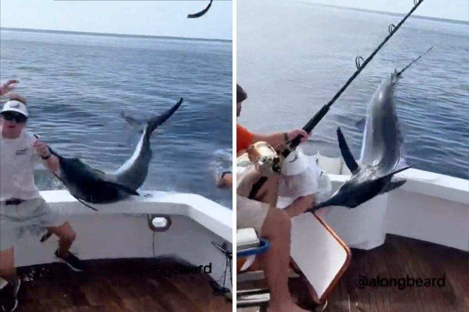 During an excursion in the Gulf of Mexico, a group of fishermen had a surprising encounter with a blue marlin.