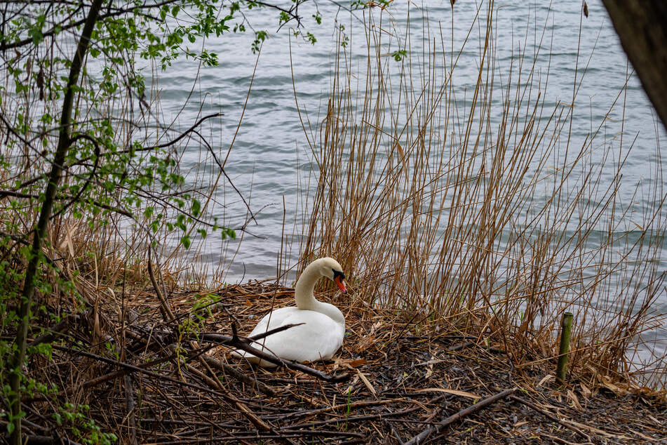 Nach jahrelanger Störung können die Schwäne jetzt in Ruhe brüten.
