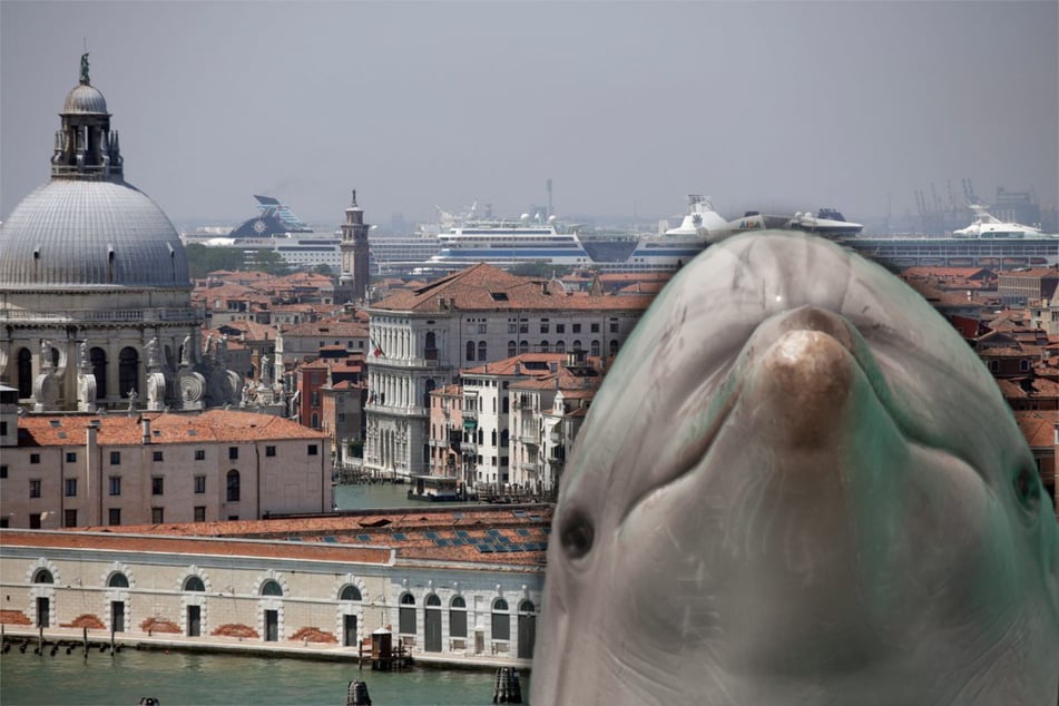 Das gibt es doch gar nicht! Delfin schwimmt durch Venedig